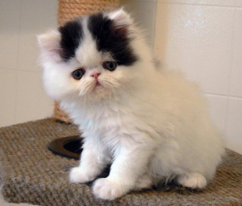 Fluffy Black-and-white Kitten — White