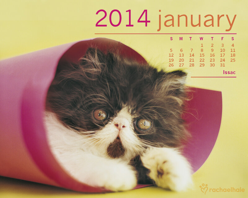 Fluffy Black-and-white Kitten — Yellow