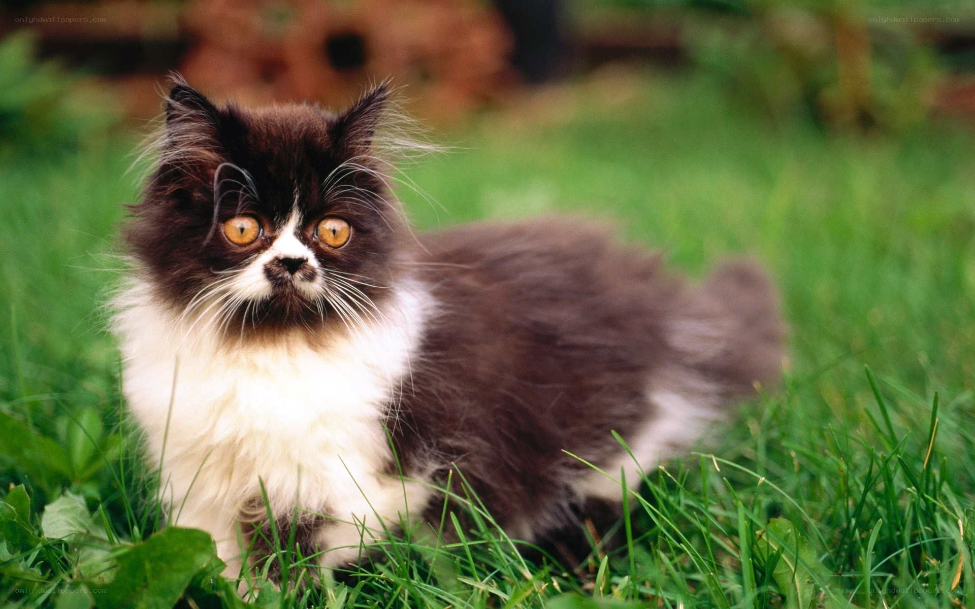 fluffy black and white kitten