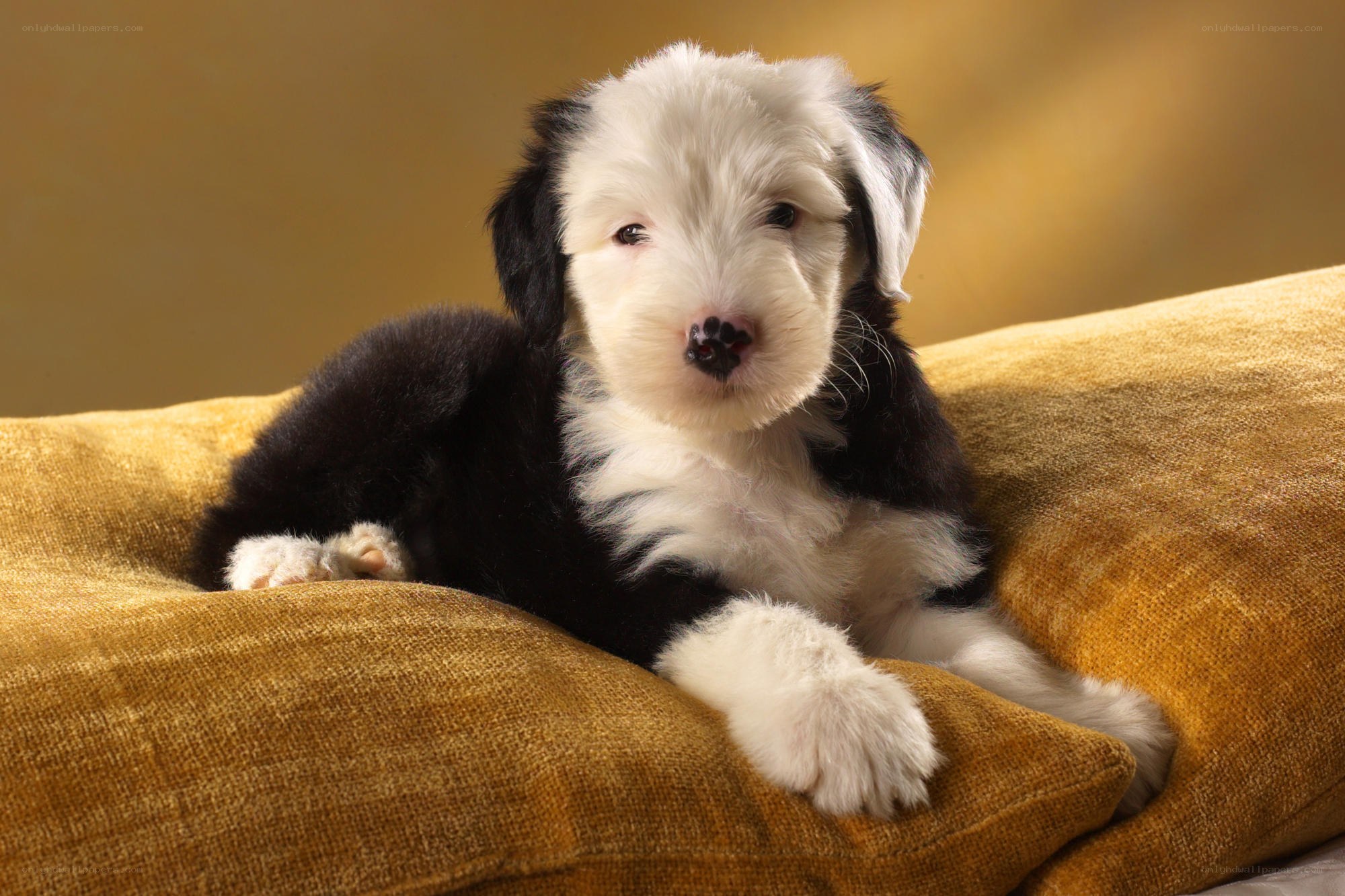 fluffy black and white puppy