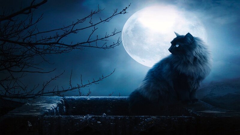 Fluffy Black Cat — Blue, Dramatic, Night, Digital Art, Moon