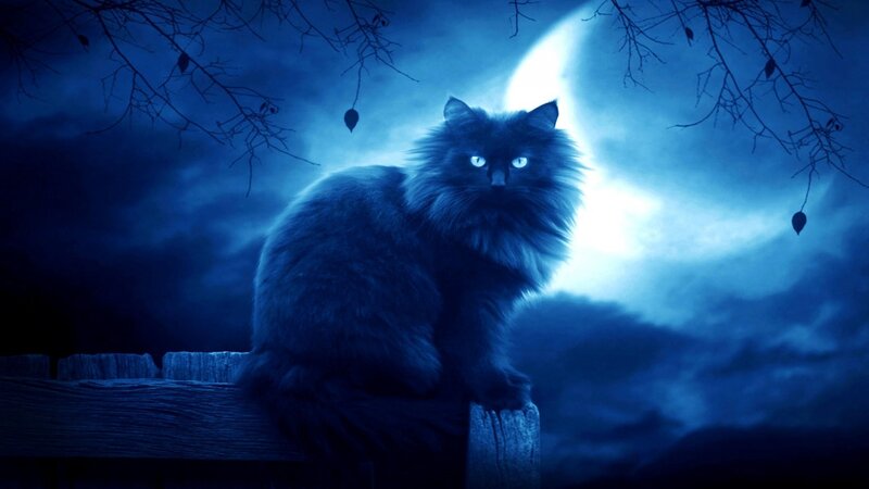 Fluffy Black Cat — Blue, Dramatic, Night, Digital Art