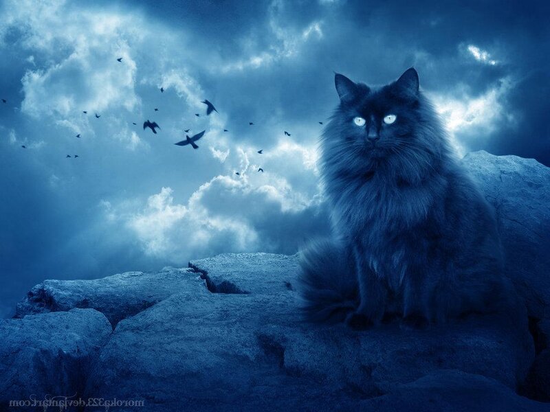 Fluffy Black Cat — Blue, Dramatic, Night