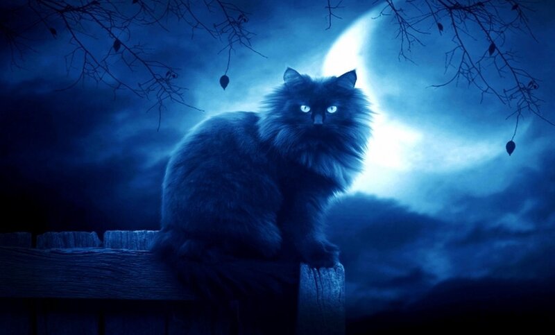 Fluffy Black Cat — Blue, Dramatic