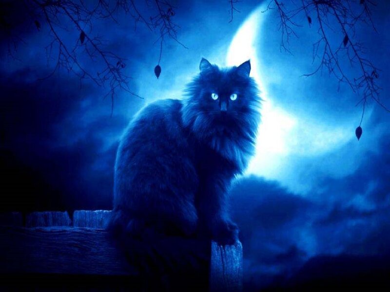 Fluffy Black Cat — Blue, Mysterious, Night, Digital Art, Moon, Branches