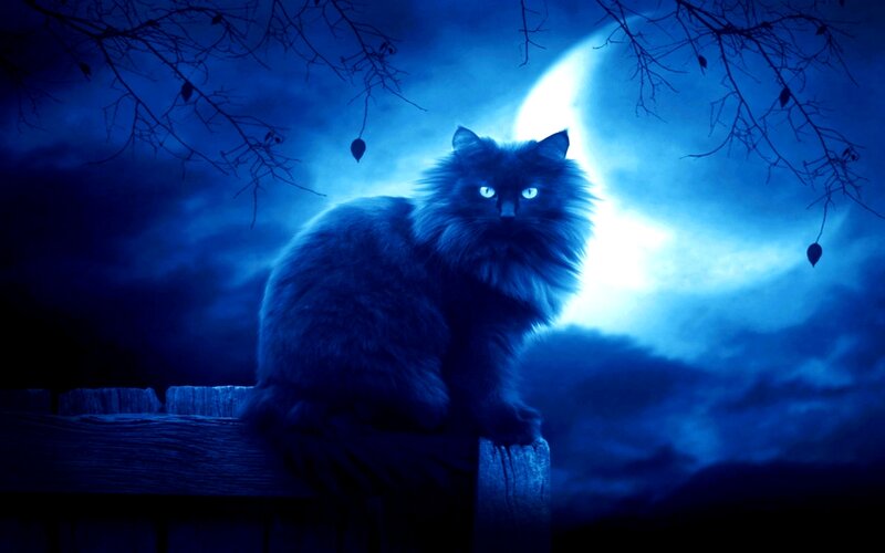 Fluffy Black Cat — Blue, Mysterious, Night, Digital Art, Moon