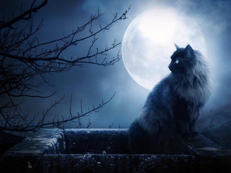 Fluffy Black Cat — Blue, Mysterious, Night, Digital Art, Moon, Tree Branches