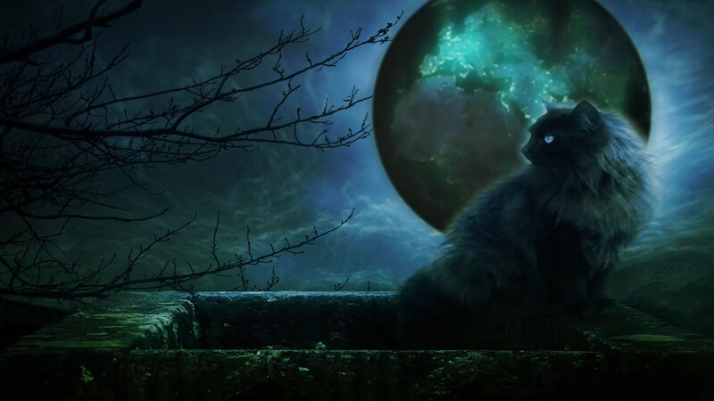 Fluffy Black Cat — Blue, Mysterious, Night, Digital Art