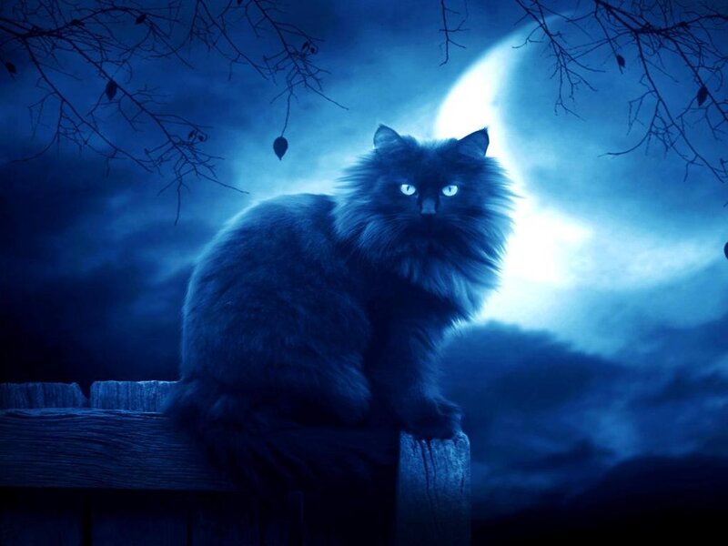 Fluffy Black Cat — Blue