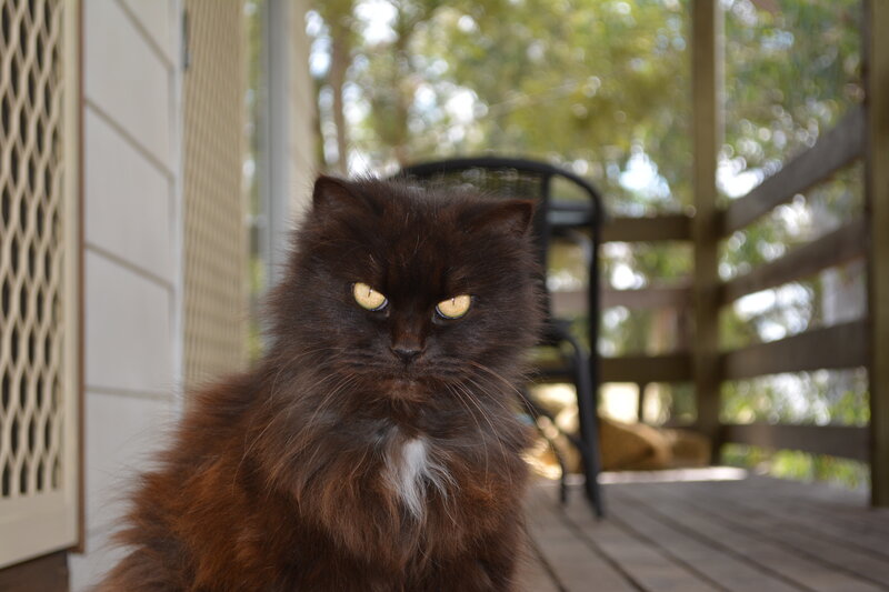 Fluffy Black Cat — Brown