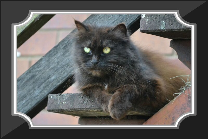 Fluffy Black Cat — Calm, Afternoon, Photograph