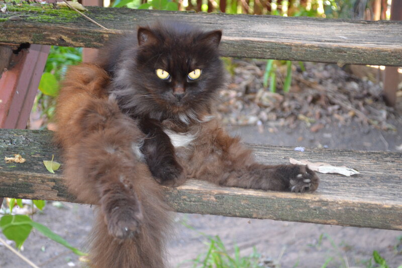 Fluffy Black Cat — Calm, Afternoon