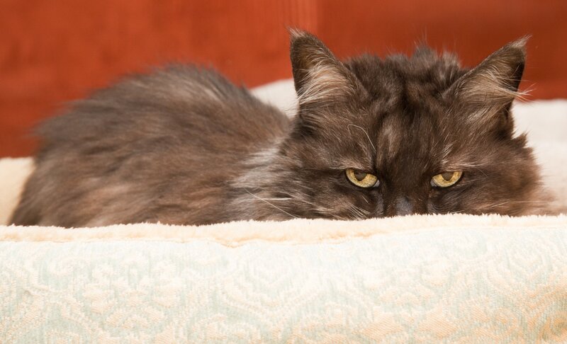 Fluffy Black Cat — Calm, Photograph, Cat Bed