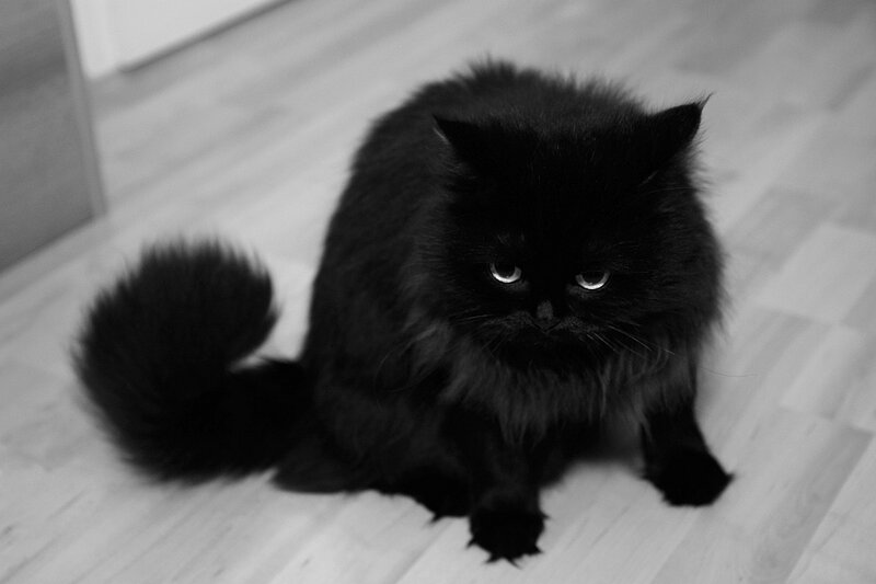Fluffy Black Cat — Calm, Photograph, Floor