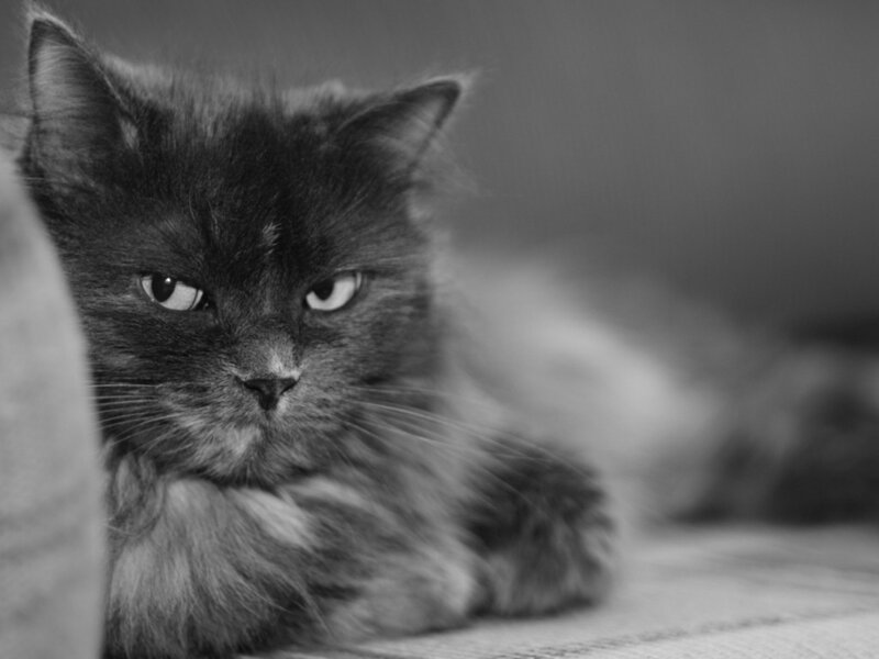 Fluffy Black Cat — Calm, Photograph