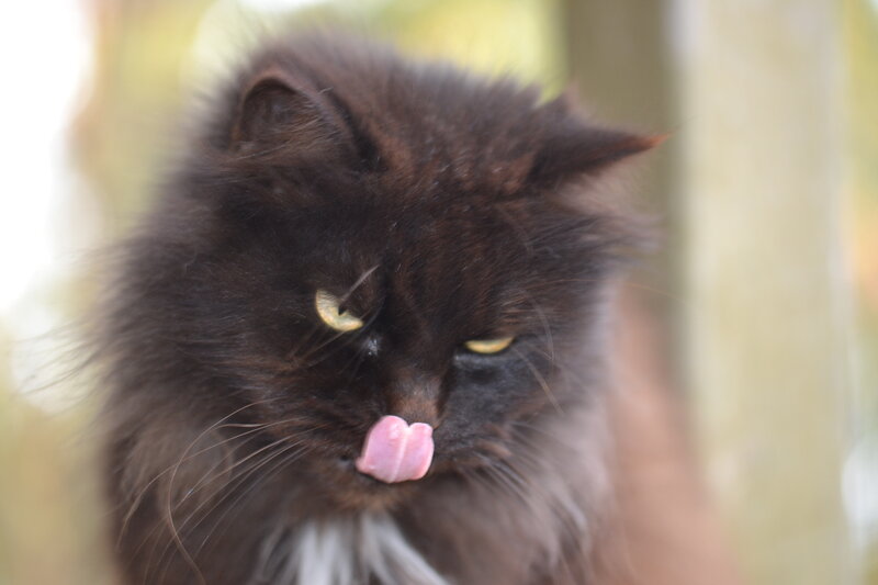 Fluffy Black Cat — Calm, Photograph, Tongue
