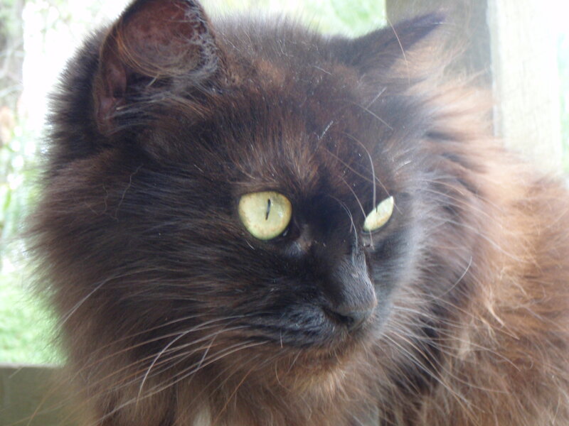 Fluffy Black Cat — Calm, Photograph, Whiskers