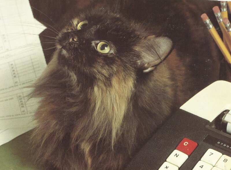 Fluffy Black Cat — Curious, Photograph