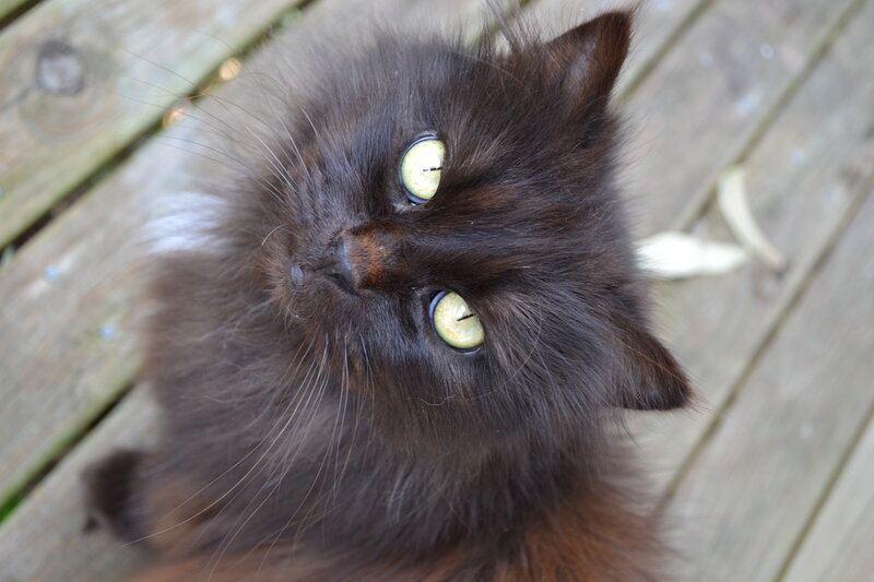 Fluffy Black Cat — Curious