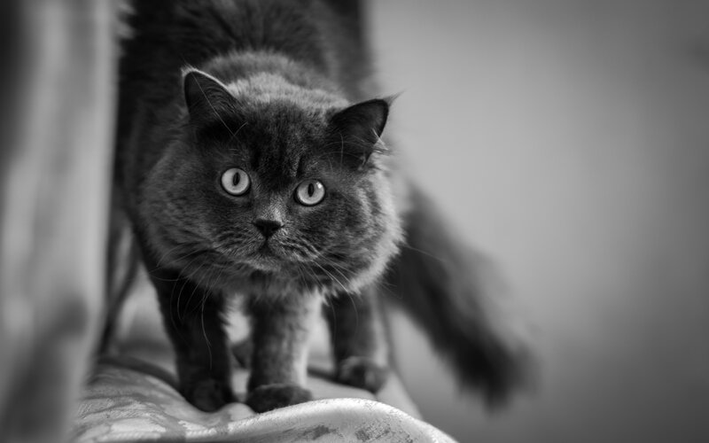 Fluffy Black Cat — Intense, Photograph