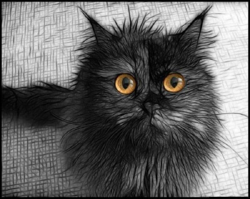 Fluffy Black Cat — Intense