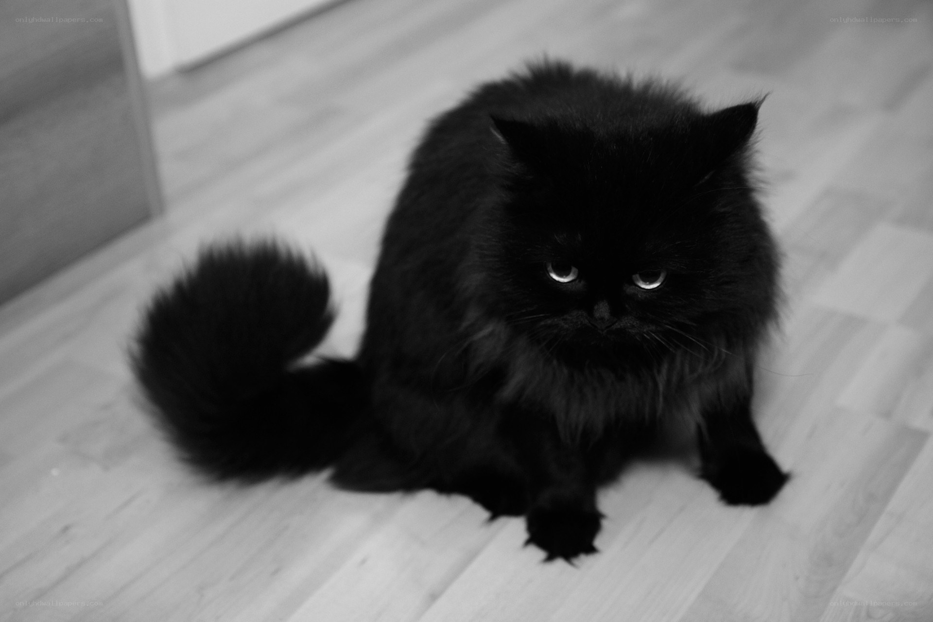 fluffy black cat on floor