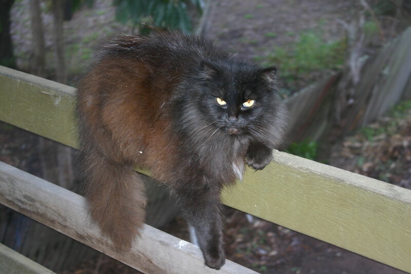 Fluffy Black Cat