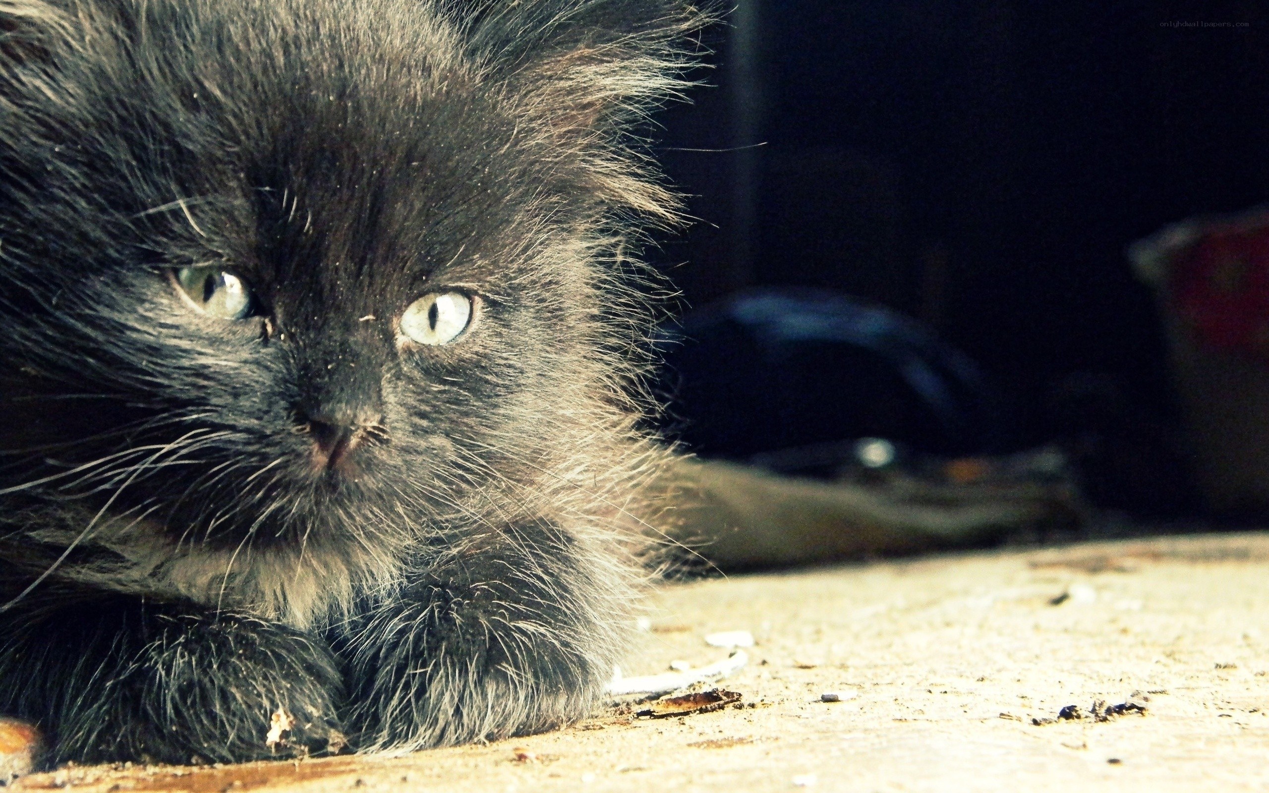 fluffy black kitten