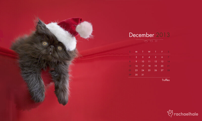 Fluffy Black Kitten — Red