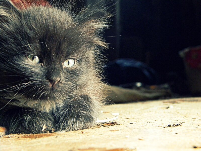 fluffy black kitten resting