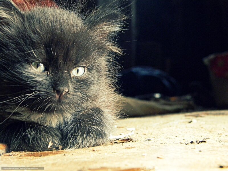 fluffy black kitten resting