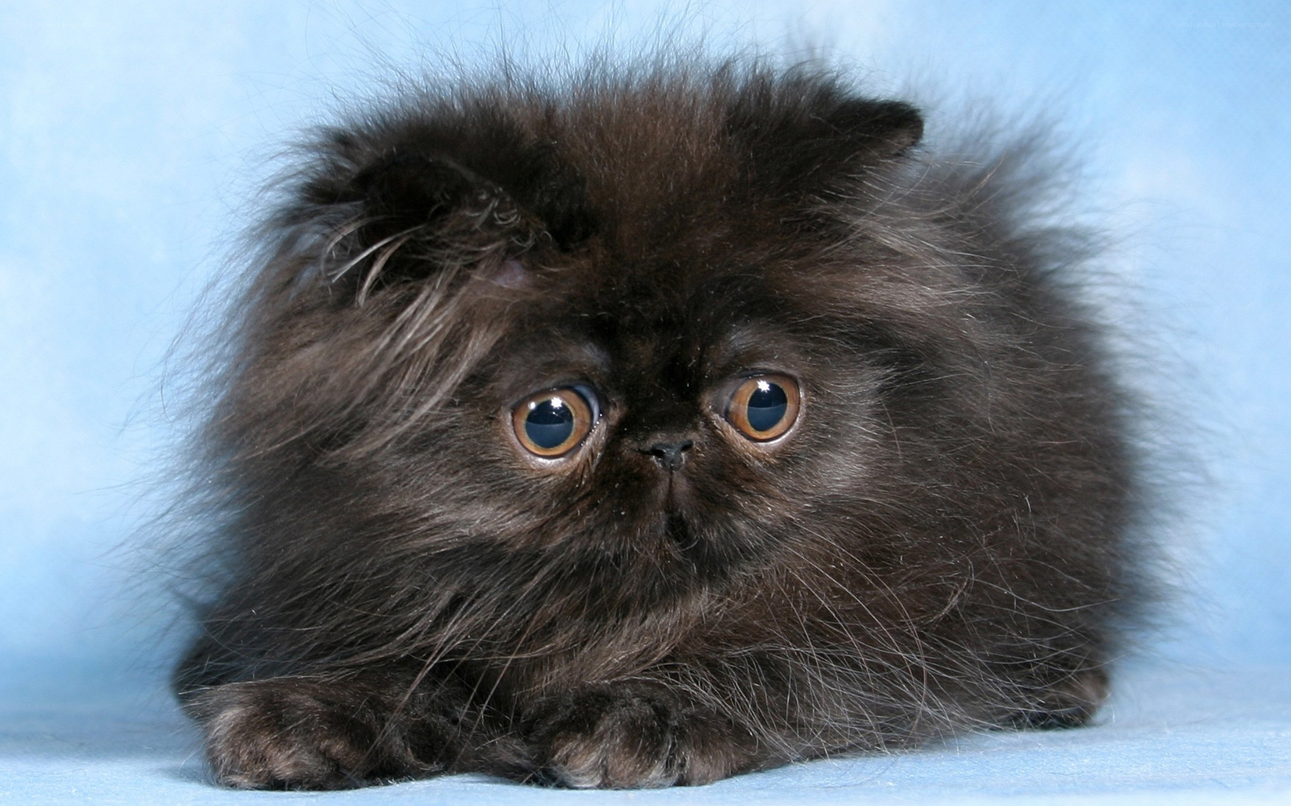 fluffy black kitten