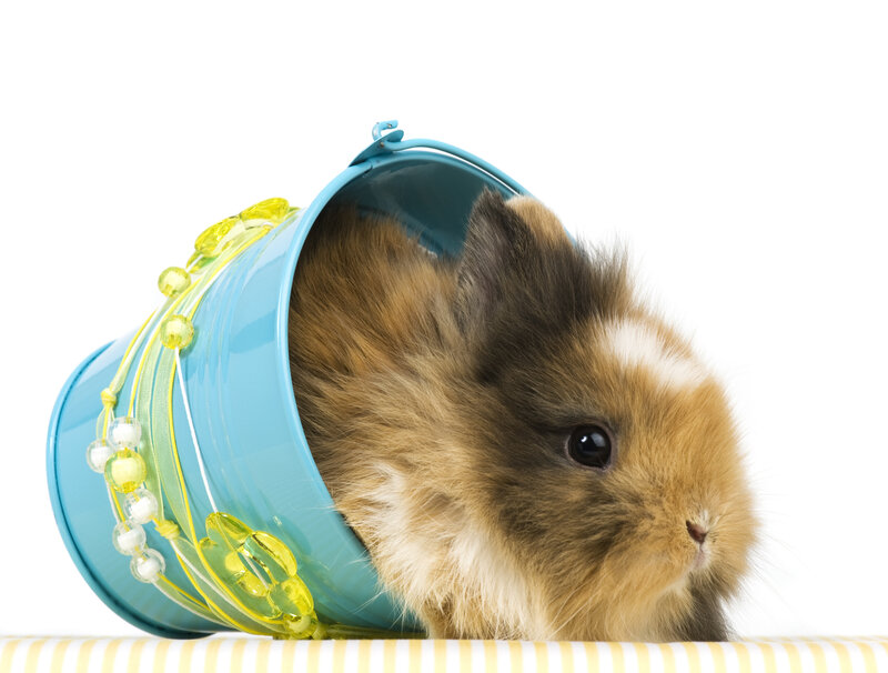 Fluffy Brown Bunny