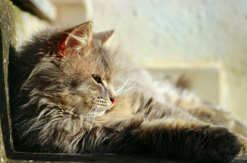 Fluffy Brown Cat — Calm, Afternoon