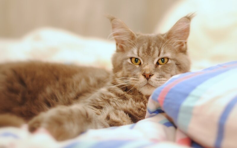 Fluffy Brown Cat — Calm, Photograph, Bed