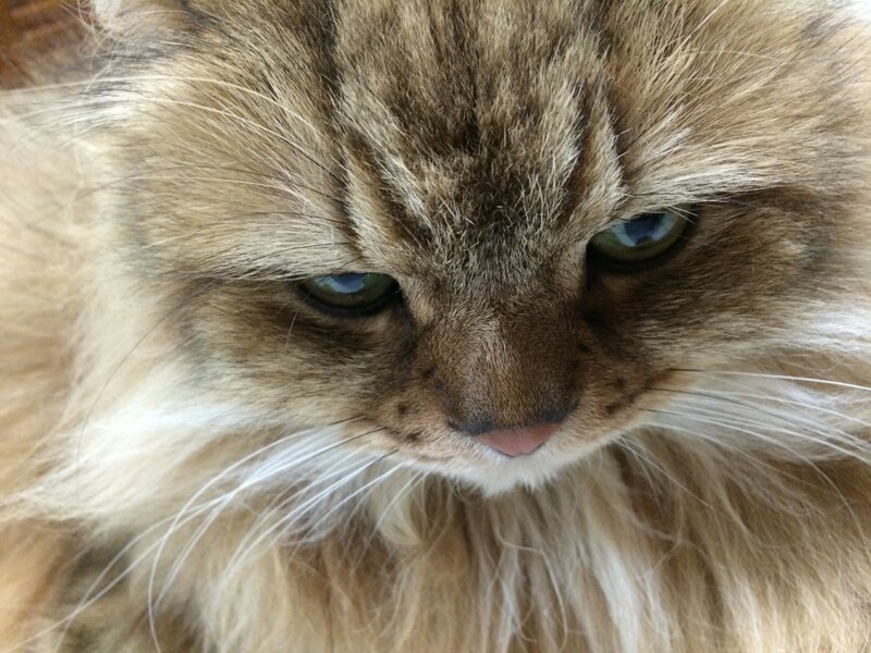 Fluffy Brown Cat — Calm, Photograph, Eyes