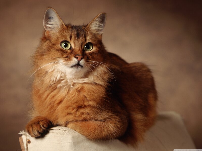 Fluffy Brown Cat — Calm, Photograph, Fabric, Background
