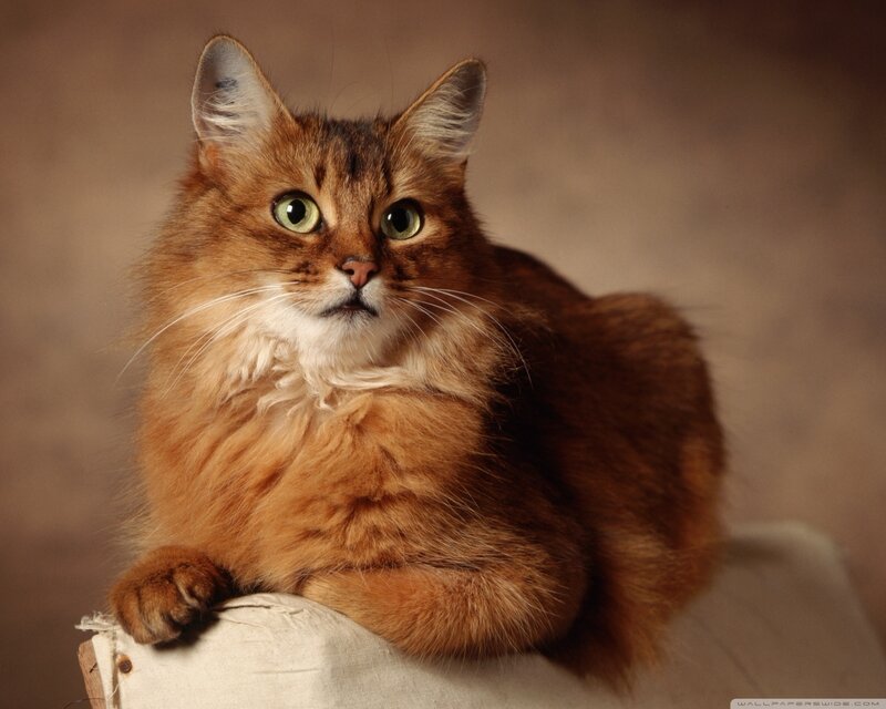 Fluffy Brown Cat — Calm, Photograph, Fabric
