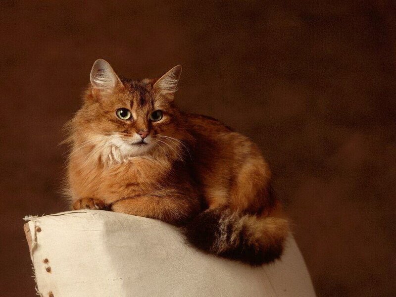 Fluffy Brown Cat — Calm, Photograph