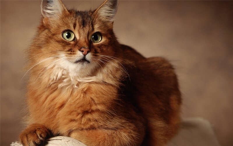 Fluffy Brown Cat — Calm, Photograph, Whiskers