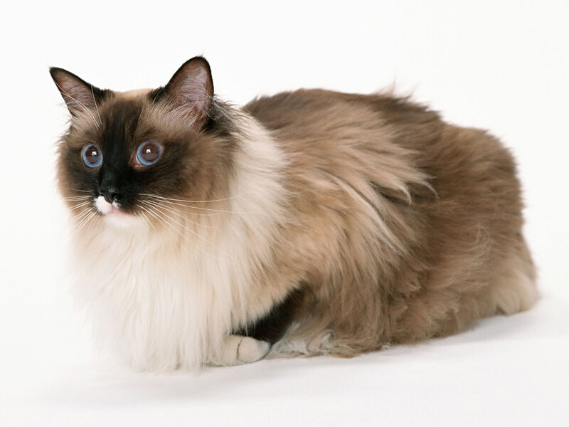 Fluffy Brown Cat — Calm