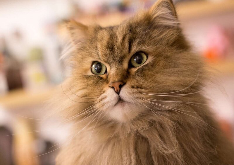Fluffy Brown Cat — Curious