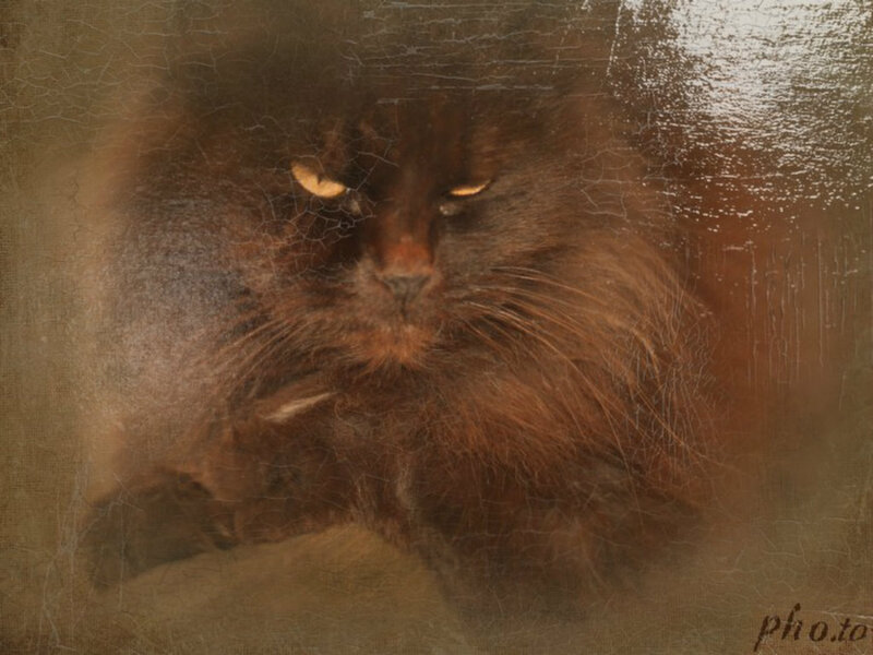 Fluffy Brown Cat — Dramatic