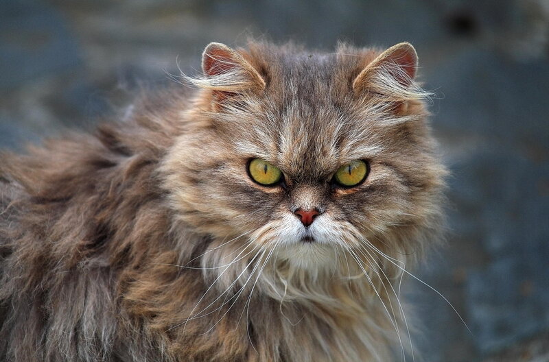 Fluffy Brown Cat — Intense, Photograph, Green Eyes