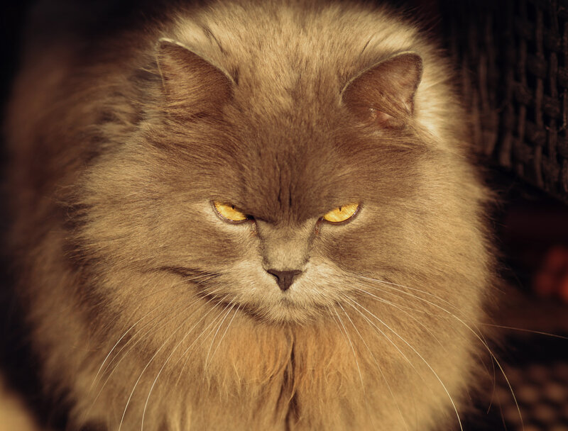 Fluffy Brown Cat — Intense, Photograph