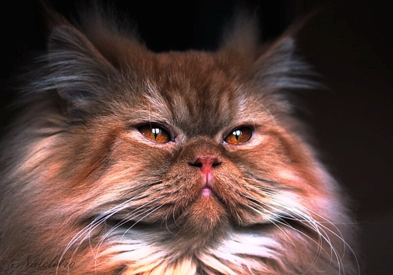 Fluffy Brown Cat — Intense