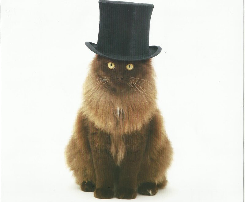 Fluffy Brown Cat — Neutral