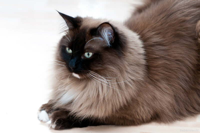 Fluffy Brown Cat