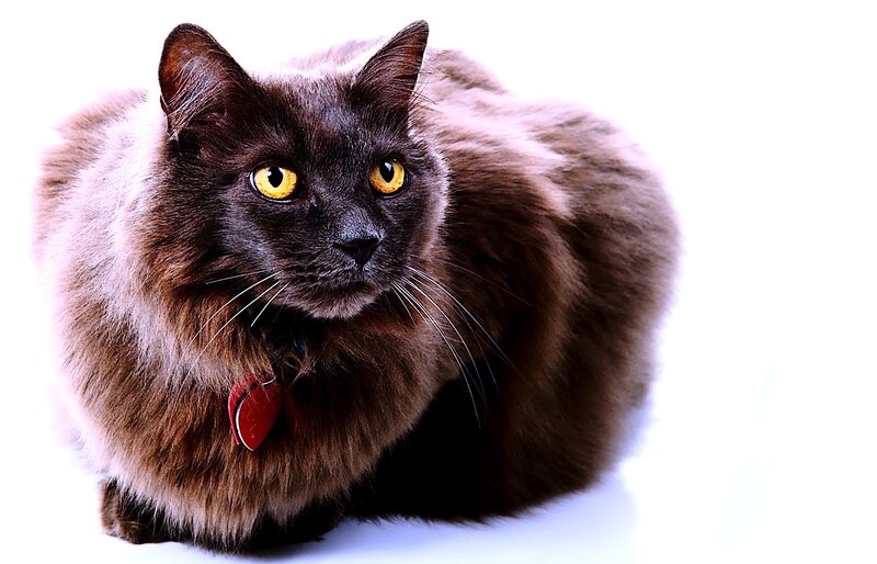 fluffy brown cat with yellow eyes