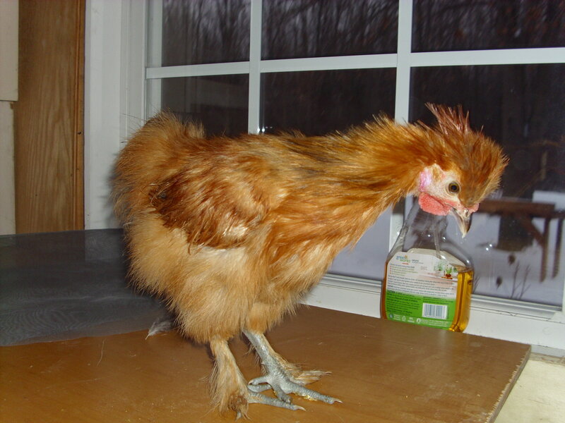 Fluffy Brown Chicken